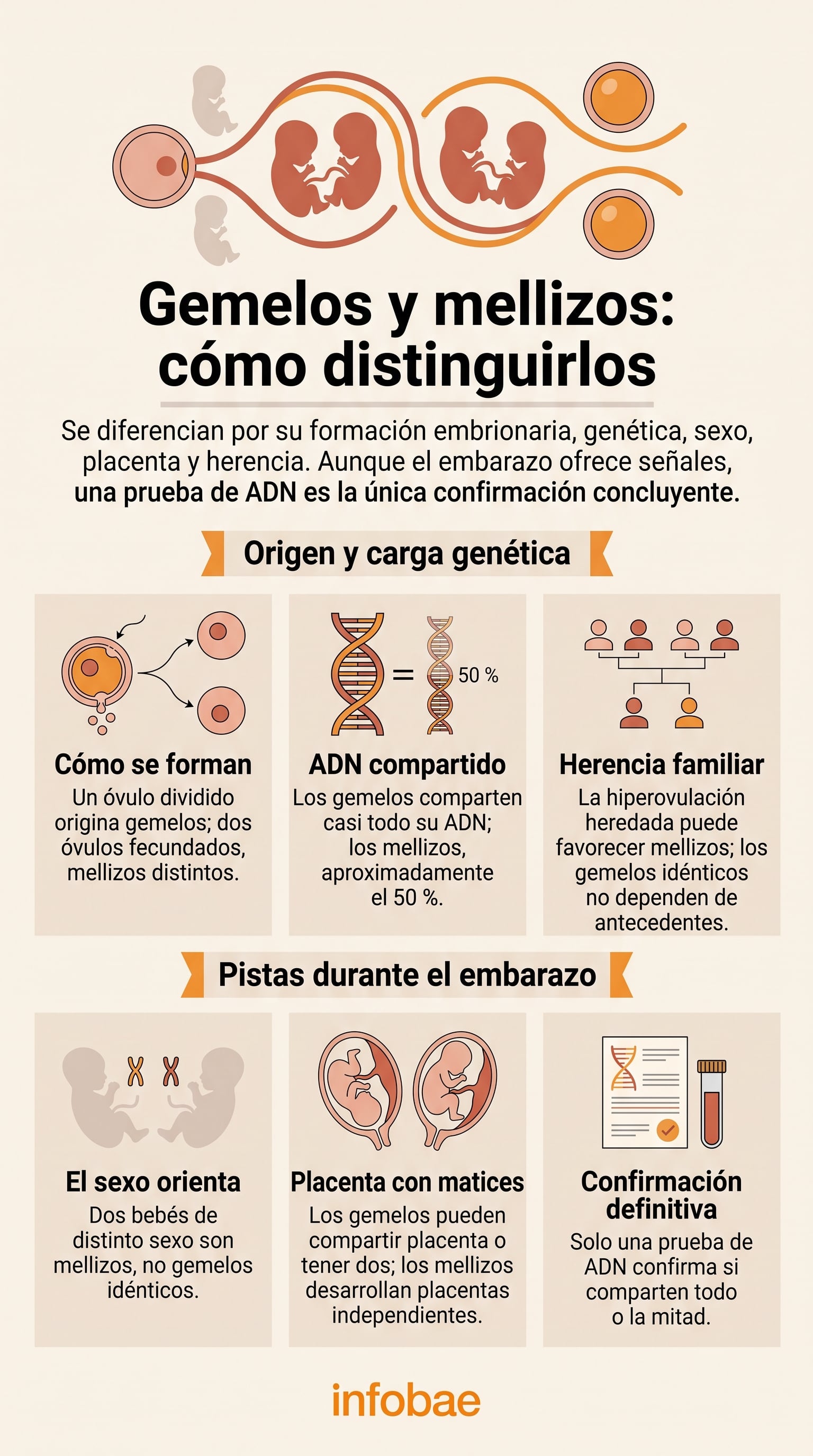 Una infografía detalla los factores biológicos, genéticos y de desarrollo uterino que diferencian a los gemelos monocigóticos de los mellizos dicigóticos (Imagen Ilustrativa Infobae)
