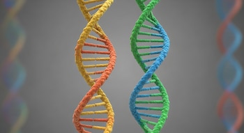 Dos cadenas de ADN casi idénticas, paralelas, con leves diferencias de color (una cálida, otra fría), en el centro de la imagen sobre fondo neutro.