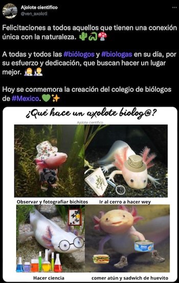 (Foto: Twitter/@ven_axolotl)