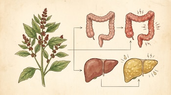 Ilustración de una planta de huauzontle junto a diagramas del colon, mostrando uno sano y otro inflamado, y del hígado, con uno sano y otro graso.
