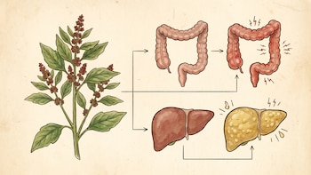 Huauzontle: el superalimento mexicano que ayuda a combatir la colitis y el hígado graso