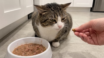 Un gato atigrado y blanco sentado en el suelo mira una pieza de comida seca sostenida por una mano, con un cuenco de comida húmeda en el suelo.