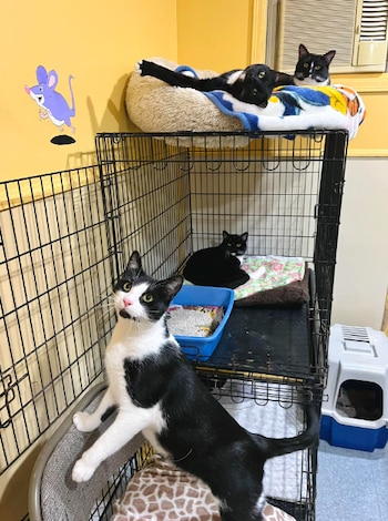 A pesar de su adorable