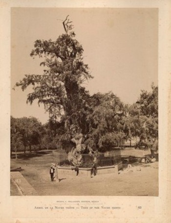 Así lucía el Ahuehuete en