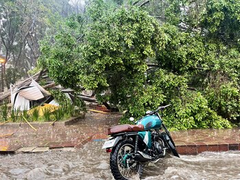 Al menos 13 árboles cayeron