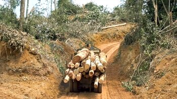 La meta de restaurar casi 754.000 hectáreas de bosque es ambiciosa, pero la capacidad del Gobierno para cumplirla se ve cuestionada por la complejidad y la magnitud del desafío - crédito Infobae