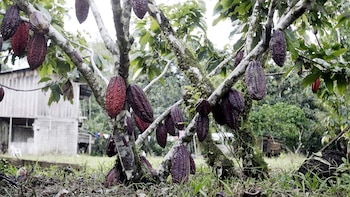 El "puzle" del sistema alimentario