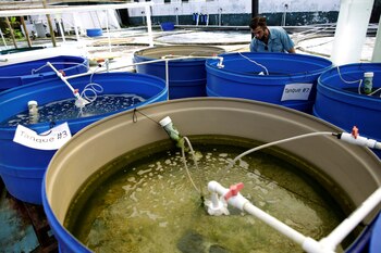 David Grossman, fundador y director