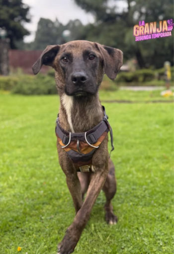 La llegada de Tlacoyo generó que usuarios comenzaron a compartir videos de sus propias mascotas observando atentamente las aventuras del canino en La Granja VIP.
