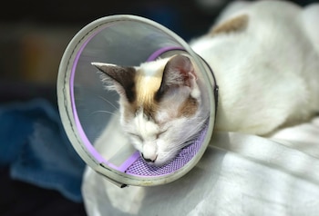 La reproducción descontrolada es la