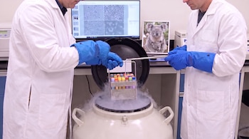 Dos personas con batas de laboratorio y guantes azules manipulan viales coloridos en un tanque de nitrógeno líquido con vapor. Un monitor muestra imágenes microscópicas.