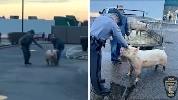 El porcino conviviendo con el