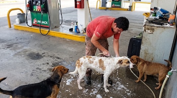 Hombre con camiseta roja lava a perro blanco y marrón con manguera. Otros dos perros, uno negro y marrón y otro marrón, lo acompañan en suelo de gasolinera con agua y jabón.