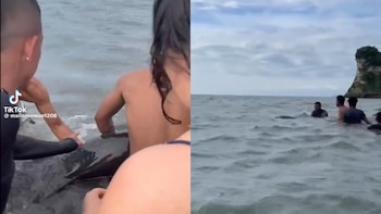 Video: bañistas ayudaron a delfín