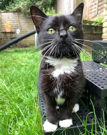 Aunque Fig puede dar pequeños