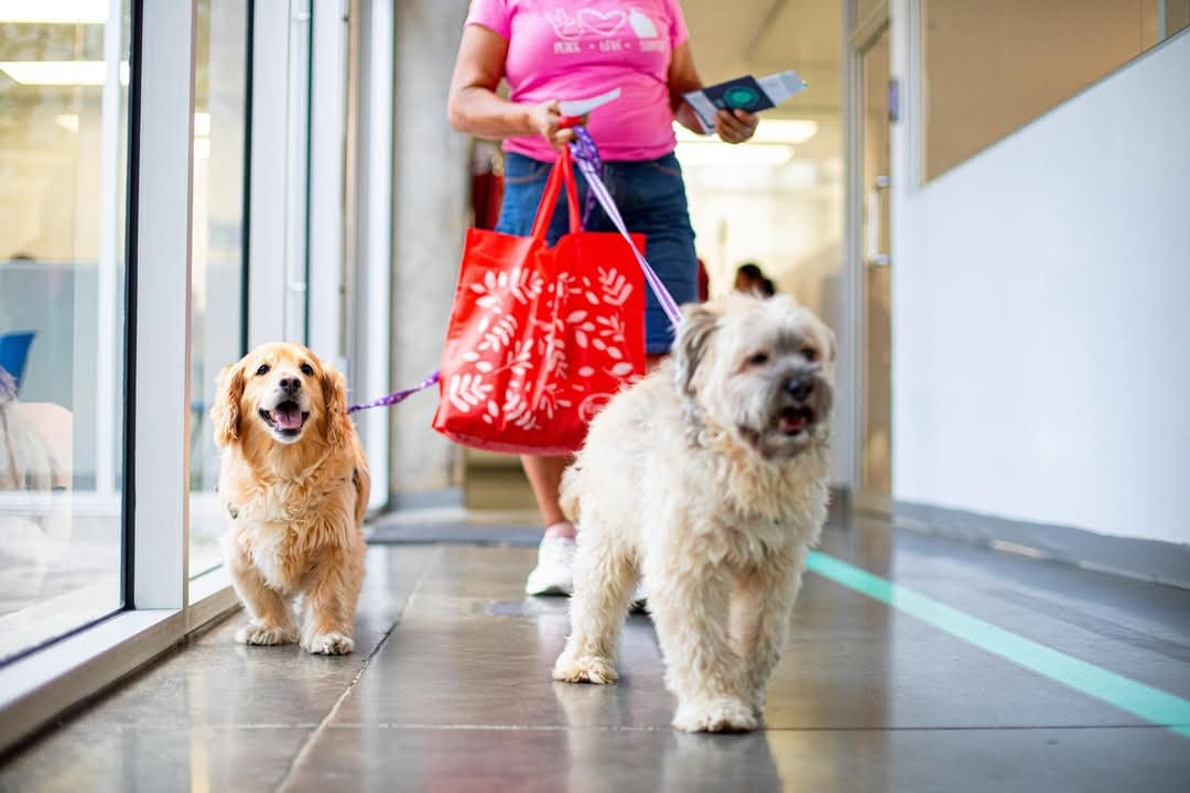 El hospital Chivo Pets en El Salvador atiende hasta 900 consultas al día y realiza decenas de cirugías por atropellos