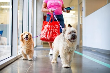 El Hospital Veterinario Chivo Pet recibirá USD 6.43 millones.