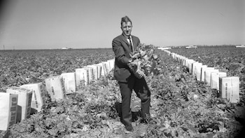 Bravo: el cigarrillo de lechuga