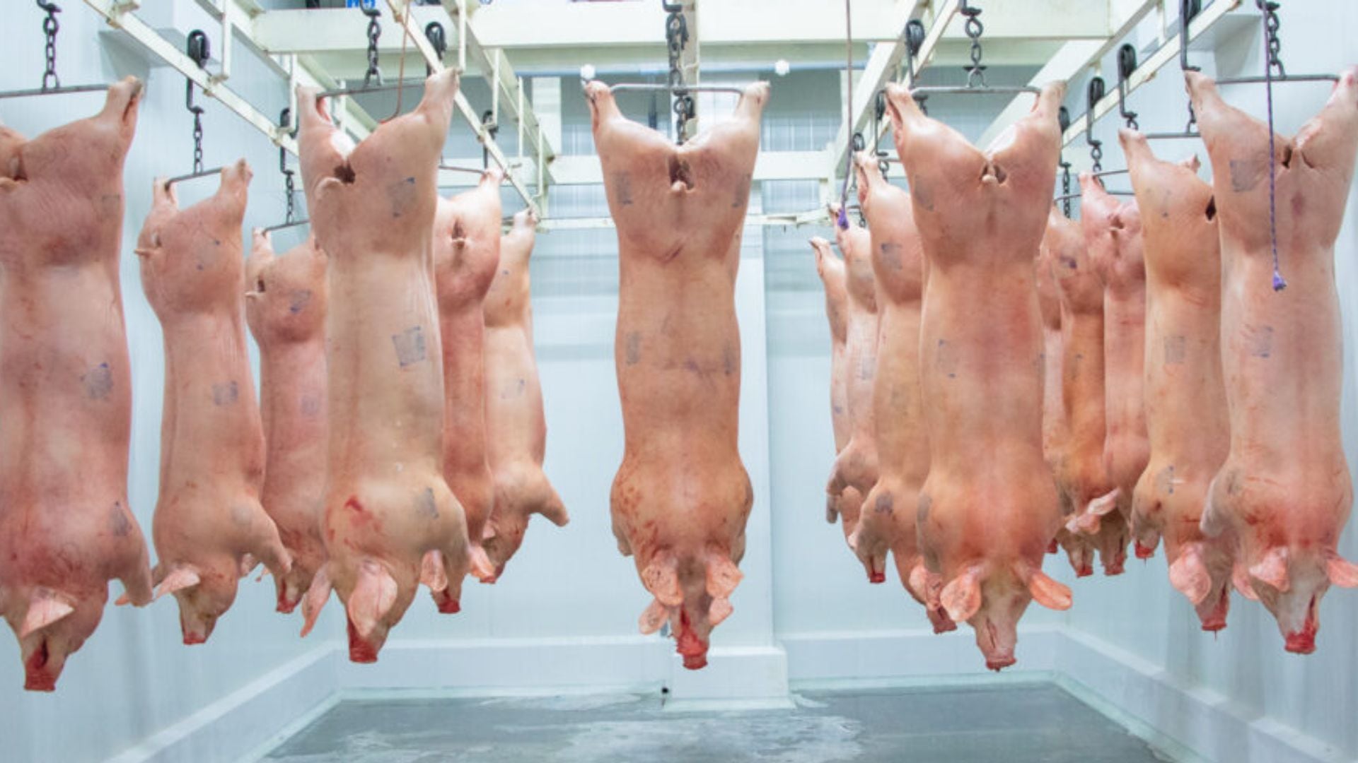 La cadena mueve un volumen considerable de carne, pero la distribución de las ganancias entre productor y comercializador quedó, según el gremio, desalineada.