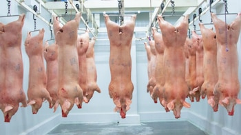 carne de cerdo