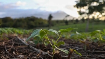 Manos nicaragüenses que siembran esperanza: la perseverancia migrante en los campos de Costa Rica