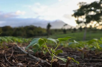 Campesinos nicaragüenses trabajan en parcelas arrendadas en Guanacaste, Costa Rica, como parte de la cooperativa Tierra Prometida. (Foto: Diario CONFIDENCIAL 30)