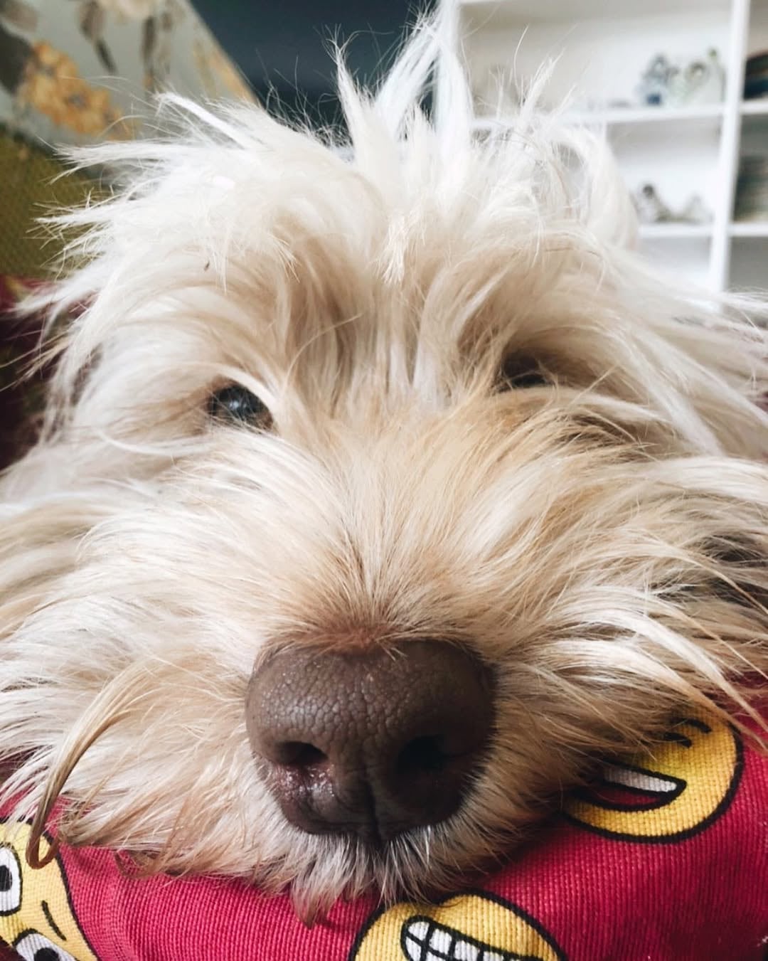 Natalia Oreiro ha compartido esta imagen de su perro, el cual se encuentra perdido y es buscado intensamente.