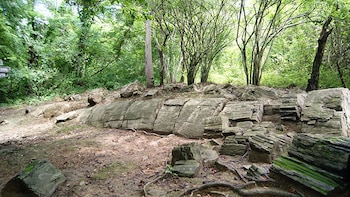 El bosque de Puyango: la