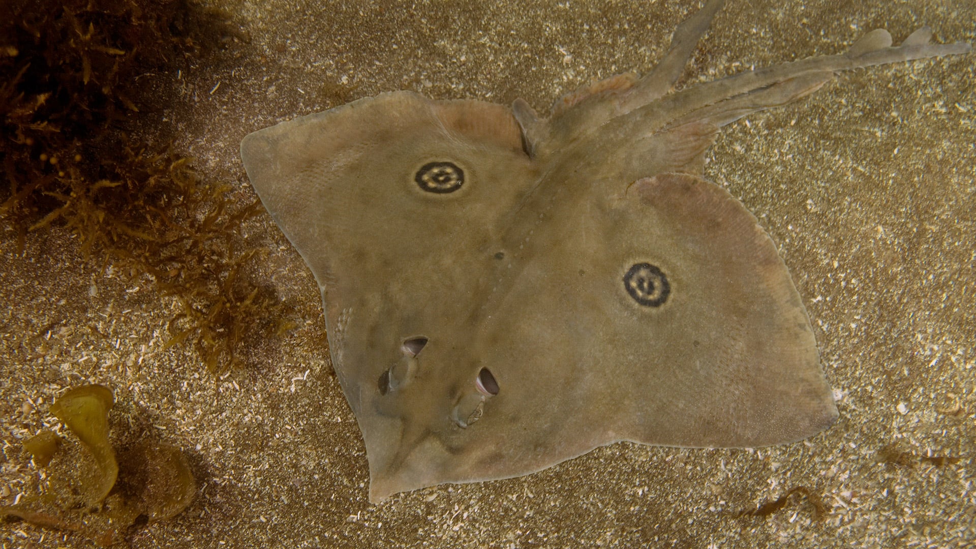 Un estudio de la Universidad de Estocolmo reveló que las manchas oculares en rayas y skates aparecen solo en especies pequeñas sin defensas físicas robustas./
Andy Murch