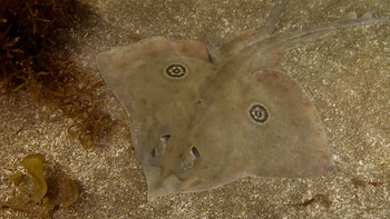 Por qué las rayas desarrollan manchas con forma de ojo: claves de un estudio evolutivo