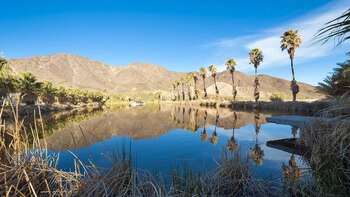 Quedaron las palmeras y parte