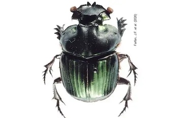 Investigación amplía a 44 las especies de escarabajos estercoleros registradas en Pampas del Heath. (Foto: Agencia Andina)