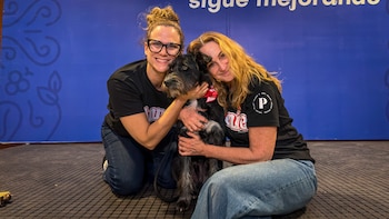 Barrabás, perro rescatado pasó el casting y participará en el musical Annie en Surco