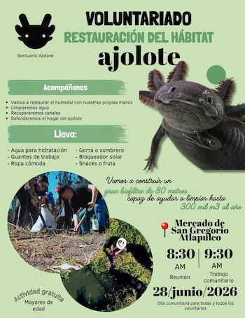 Póster de evento de voluntariado con un ajolote en primer plano, texto promocional y dos fotos de personas limpiando un canal y trabajando en un humedal