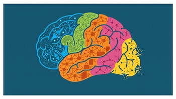 El envejecimiento del cerebro: cómo se transforma el órgano a medida que pasan los años, según la ciencia