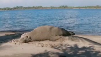 Elefante Marino llegó desde Argentina