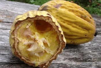 Es una fuente natural de