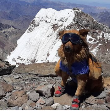 El compañero de vida de