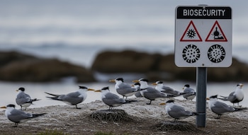 Charranes crestados mayores posados junto a señal de bioseguridad con símbolos de virus, en costa rocosa con el mar de fondo.