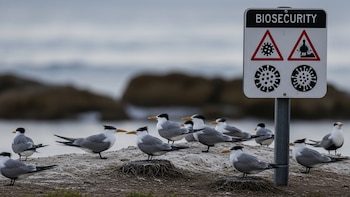 La gripe H5N1 llegó a Australia y se confirmó por primera vez transmisión entre aves silvestres