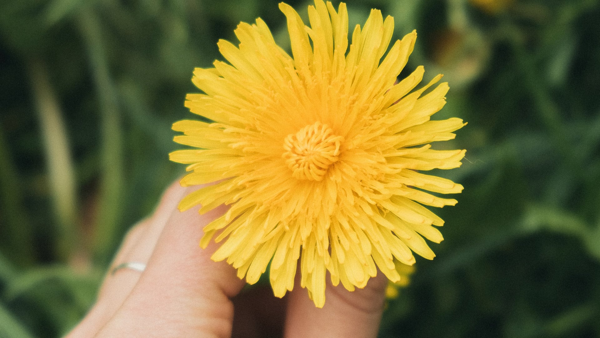 Los niños, las mujeres embarazadas y las personas lactantes no deberían emplear la planta sin supervisión médica. Freepik