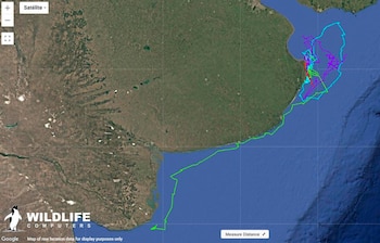 Un mapa satelital de la costa de Argentina y el océano Atlántico con líneas de colores que trazan el movimiento de una tortuga marina
