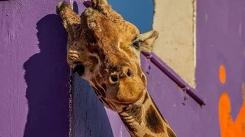 Murió Modesto, jirafa que vivió