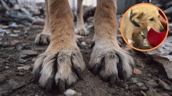 Crueldad en la vía pública: perro fue lanzado de un vehículo en movimiento y el conductor le pasó por encima