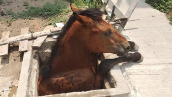 En colaboración entre vecinos y equipos de emergencia rescataron al ejemplar