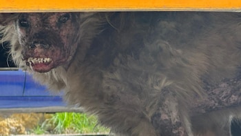 El terrible caso de Pollito, el perro que sobrevivió a un maltrato animal extremo (Twitter MundoPatitas)