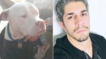 Desnutrido y abandonado: así rescataron a un dogo argentino que Claudio Barrelier tenía en la casa donde habría asesinado a Agostina Vega