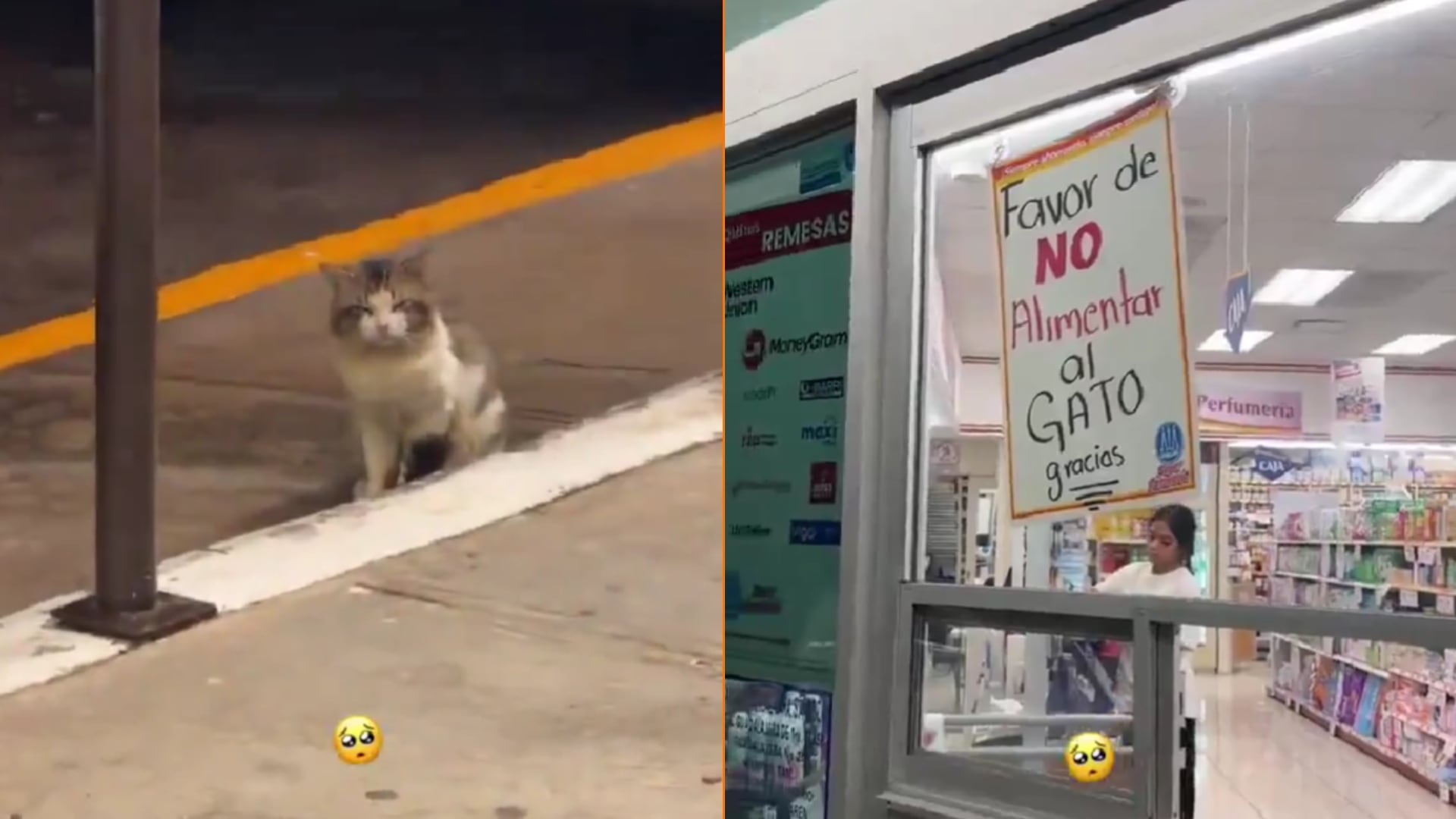 Un gato y un cruel letrero desatan críticas contra farmacia: usuarios llaman a boicotear la cadena