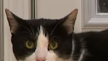 Gato héroe se enfrentó a