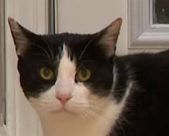 Max, el intrépido gato que